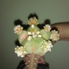 Астрофитум  Astrophytum asterias variegata Multi / Галерея
