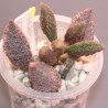 Adromischus marianae Red Velvet small