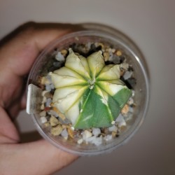 Астрофитум Astrophytum гибрид variegata - Галерея
