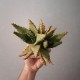 Aloe aculeata 