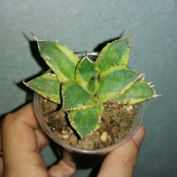 ъ26 Агава Agave titanota variegata / Галерея