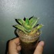 Agave titanota variegata