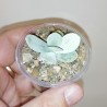 Adromischus leucophyllus