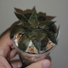 Haworthia Red bull (atrofsuca x obtusa)