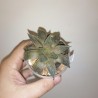 Haworthia Red bull small