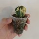 Astrophytum capricorne variegata