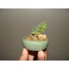 Trichodiadema densum бонсай