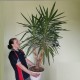 Юкка слоновая Yucca elephantipes