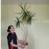 Драцена Dracaena
