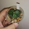 Haworthia maughanii Emerald Dragon