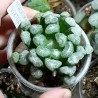 Haworthia maughanii Victory