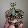 Senecio articulatus globosa