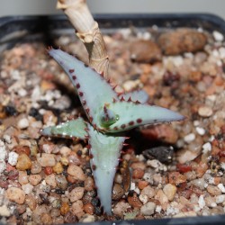Алоэ Aloe divaricata forma compacta