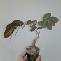 Phyllanthus mirabilis