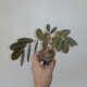 Phyllanthus mirabilis