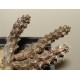 Stapelianthus madagascariensis
