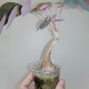 Phyllanthus mirabilis