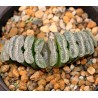Haworthia Magunihu-Ka-N