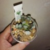 Haworthia maughanii Fugaku variegata