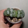 Haworthia truncata Yu Ji A319