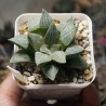 Haworthia pygmaea