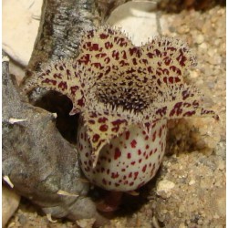 Stapelianthus madagascariensis
