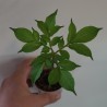 Аморфофаллус Amorphophallus konjac
