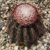 Мелокактус Melocactus conoideus - Галерея