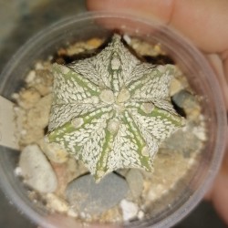 Astrophytum гибрид capricorne X asterias Super Kabuto