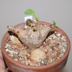 Euphorbia quadrizicola