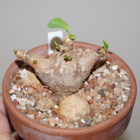 Euphorbia quadrizicola
