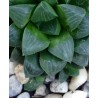 Haworthia mutica otzenii