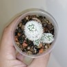 Mammillaria gracilis Snowcap 2