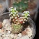 Mammillaria theresae