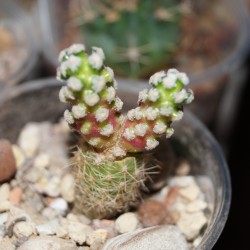 ъ26 Маммиллярия Mammillaria theresae - Галерея