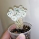 Mammillaria gracilis Arizona Snowcap