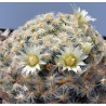 Mammillaria schiedeana
