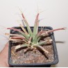 Leuchtenbergia principis