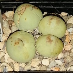 Конофитум conophytum calculus - Галерея