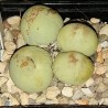 Конофитум conophytum calculus - Галерея