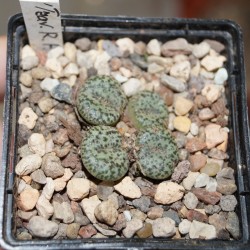 Conophytum obcordellum ssp. obcordellum
