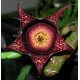 Stapelianthus hardyi