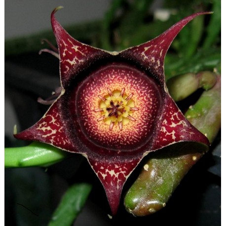 Stapelianthus hardyi