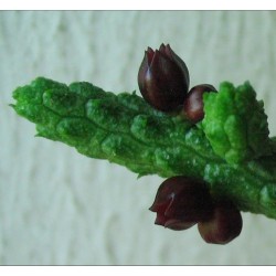 Echidnopsis oviflora