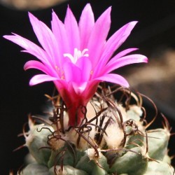 Turbinicarpus alonsoi