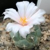 Turbinicarpus lophophoroides
