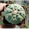Astrophytum asterias nudum