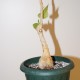 Фикус Ficus palmeri