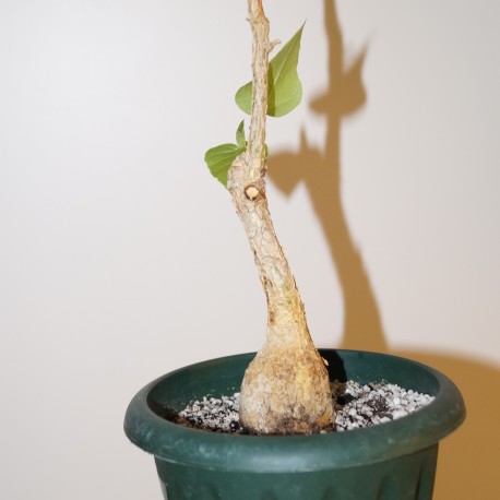 Фикус Ficus palmeri