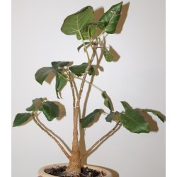 Фикус Ficus palmeri